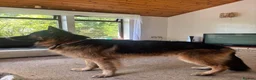 German Shepherd dogs for sale: German Shepherd Dog Looking for a Loving New Home in Launceston - Advert 3