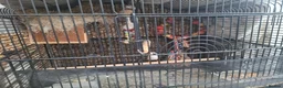 Finches birds for sale: Male finch with full setup in Swindon - Advert 2