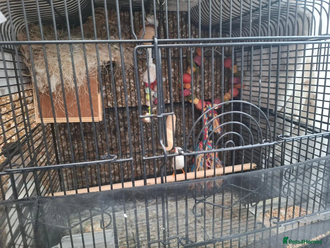 Finches birds for sale: Male finch with full setup in Swindon - Advert 2