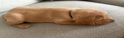 Labrador Retriever dogs for sale: Beautiful litter of puppies  - Advert 17