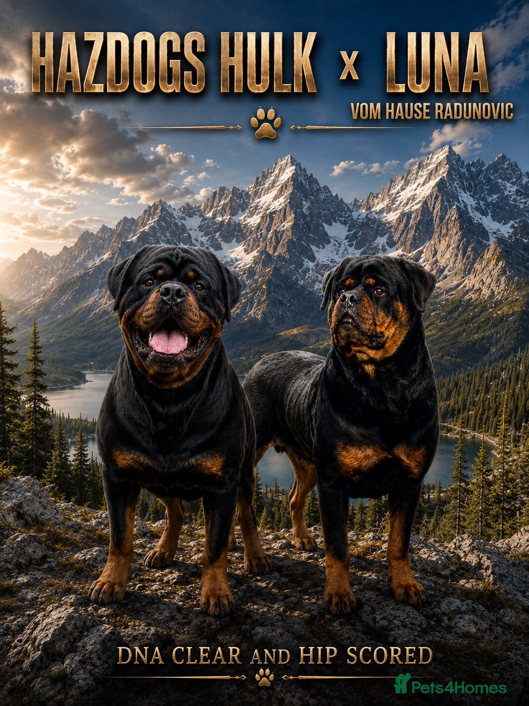Rottweiler dogs 🤩 Elite Level XXL Rottweiler puppies 🤩 - Advert 1
