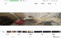French Bulldog dogs for sale: French bulldog puppie blue male - Image 6