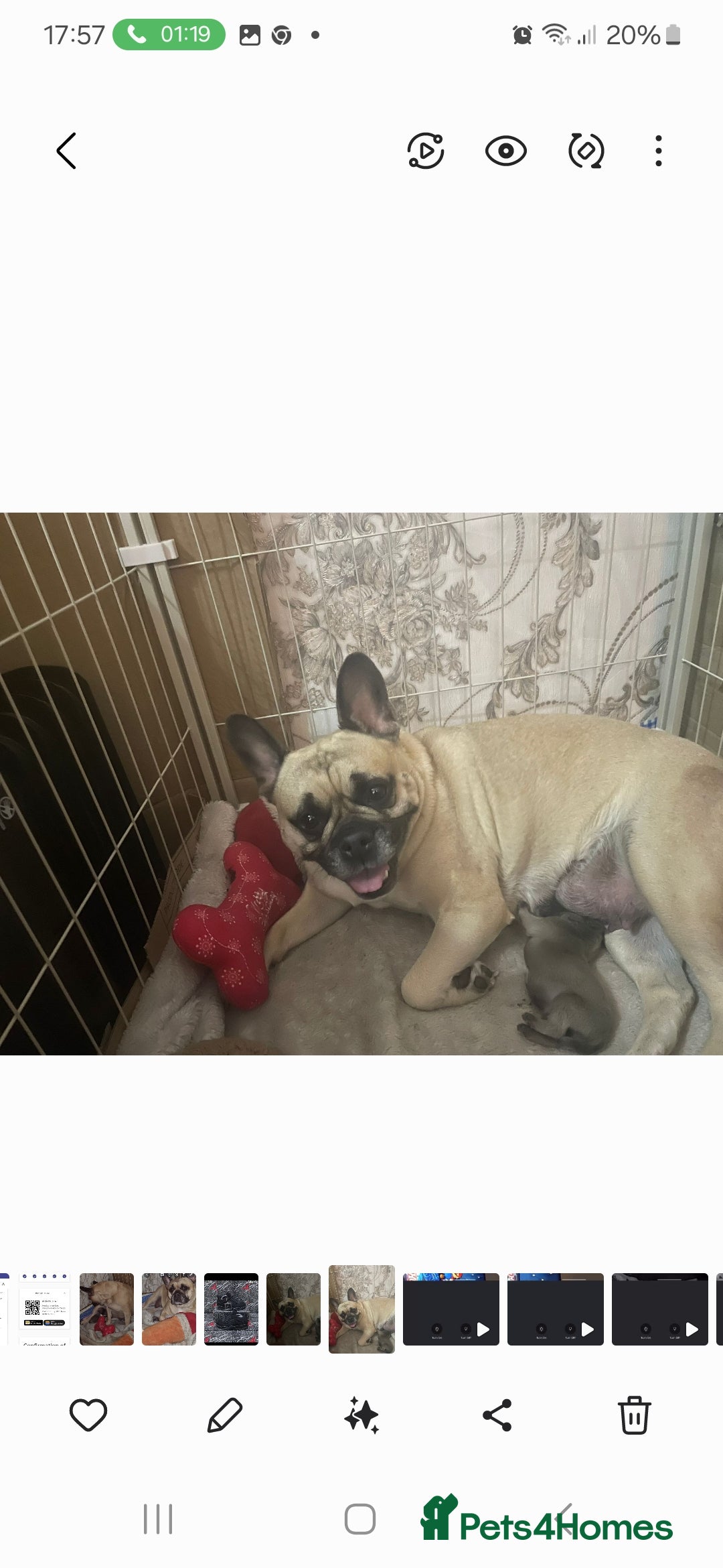 French Bulldog dogs for sale: French bulldog puppie blue male - Image 6