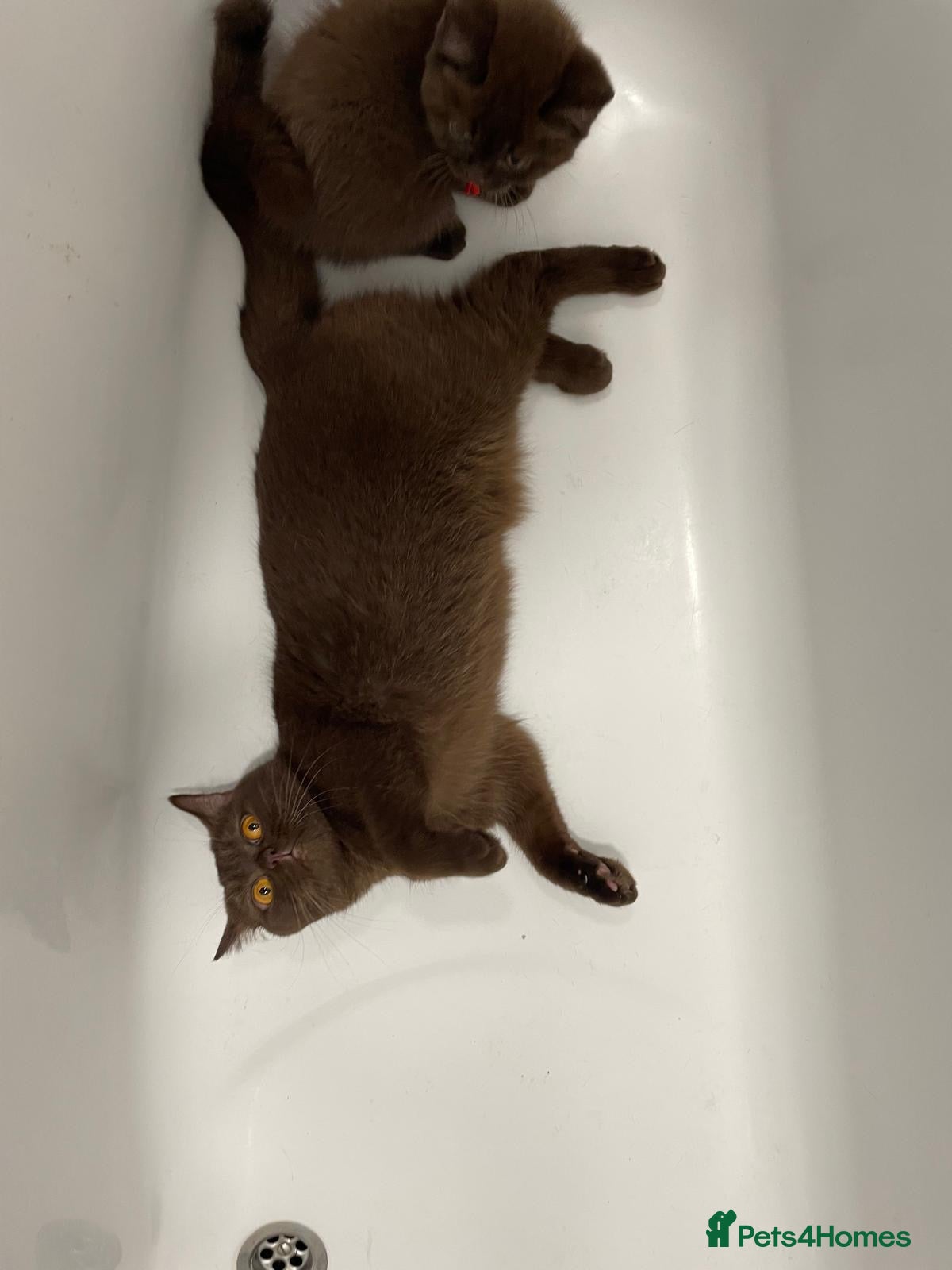 British Shorthair cats for sale: Gorgeous GCCF Chocolate British Shorthair kittens - Advert 12