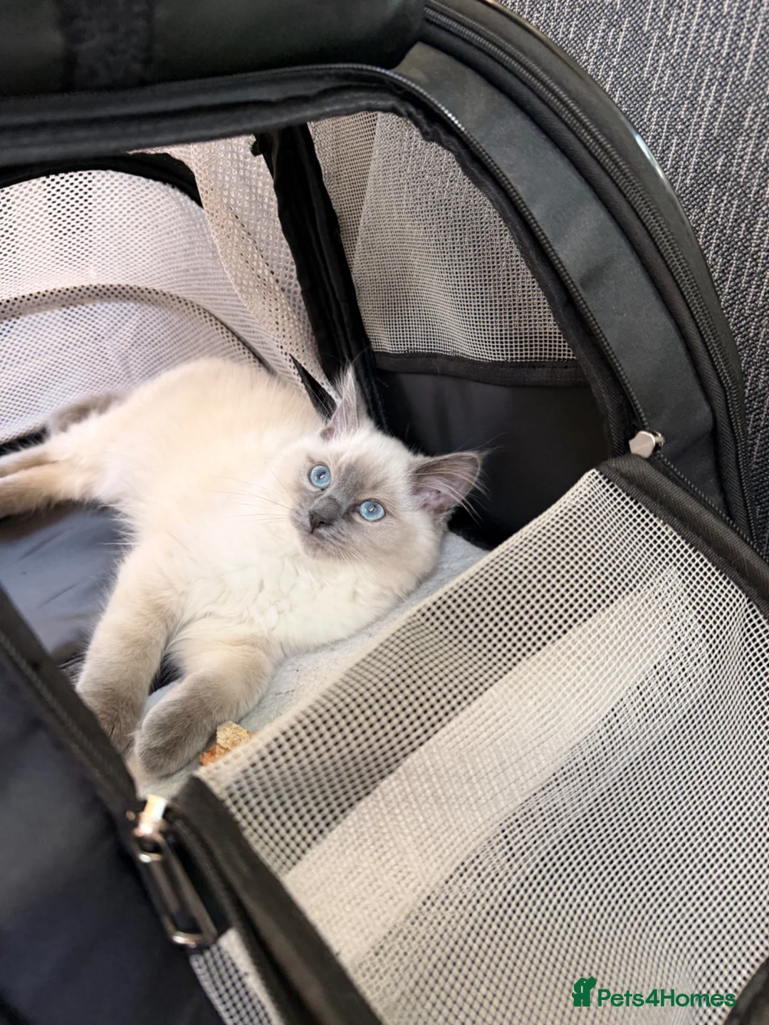 Ragdoll cats for sale: Beautiful Ragdoll Male kitten- microchipped  - Advert 2