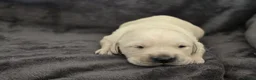 Goldador dogs for sale: 🐾 Beautiful Goldador Puppies Raised with Love 🐶 in Coventry - Advert 10