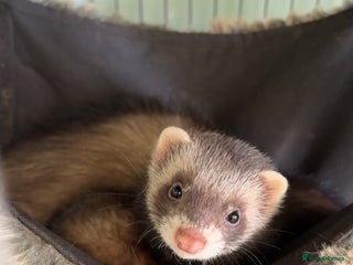 Ferret rodents - Advert 7