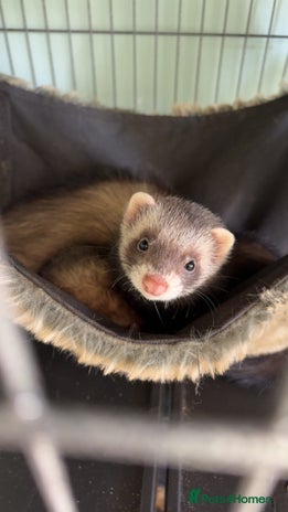 Ferret rodents - Advert 2