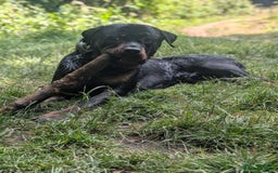 Rottweiler dogs for sale: 1 year 6 month rottweiler needs urgent rehoming - Image 5