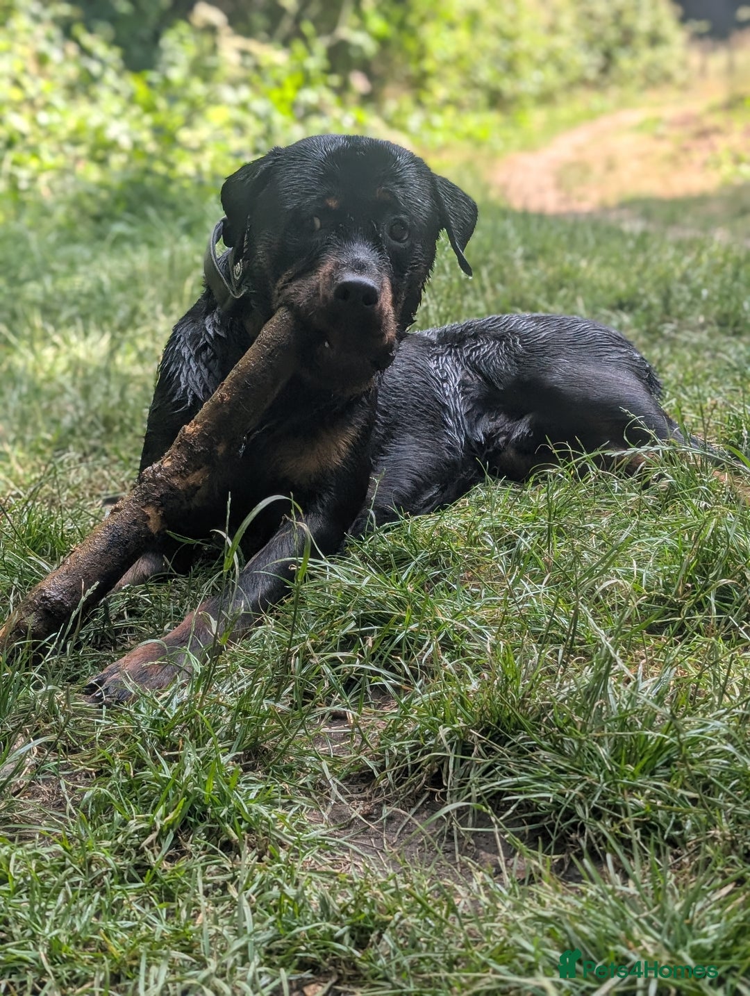 Rottweiler dogs for sale: 1 year 6 month rottweiler needs urgent rehoming - Image 5