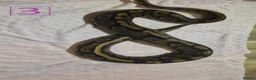 Python Snake reptiles for sale: rehoming/ breeding snakes - Advert 14