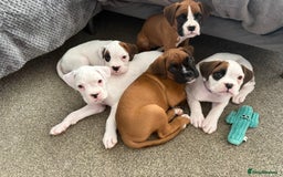 Boxer dogs for sale: Gorgeous KC Registered Boxer Pups - ONLY 1 LEFT - Image 15