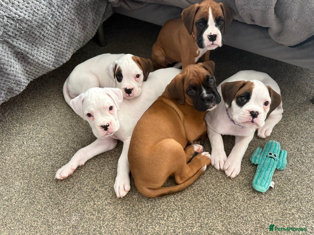 Boxer dogs for sale: Gorgeous KC Registered Boxer Pups - ONLY 1 LEFT - Image 15