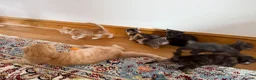Scottish Fold cats for sale: Scottish fold and Scottish straight  - Advert 25