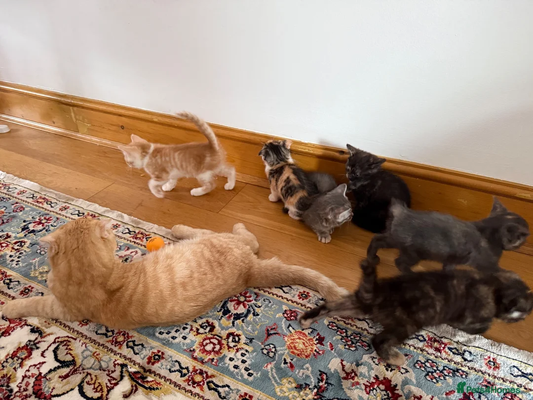 Scottish Fold cats for sale: Scottish fold and Scottish straight  - Advert 25
