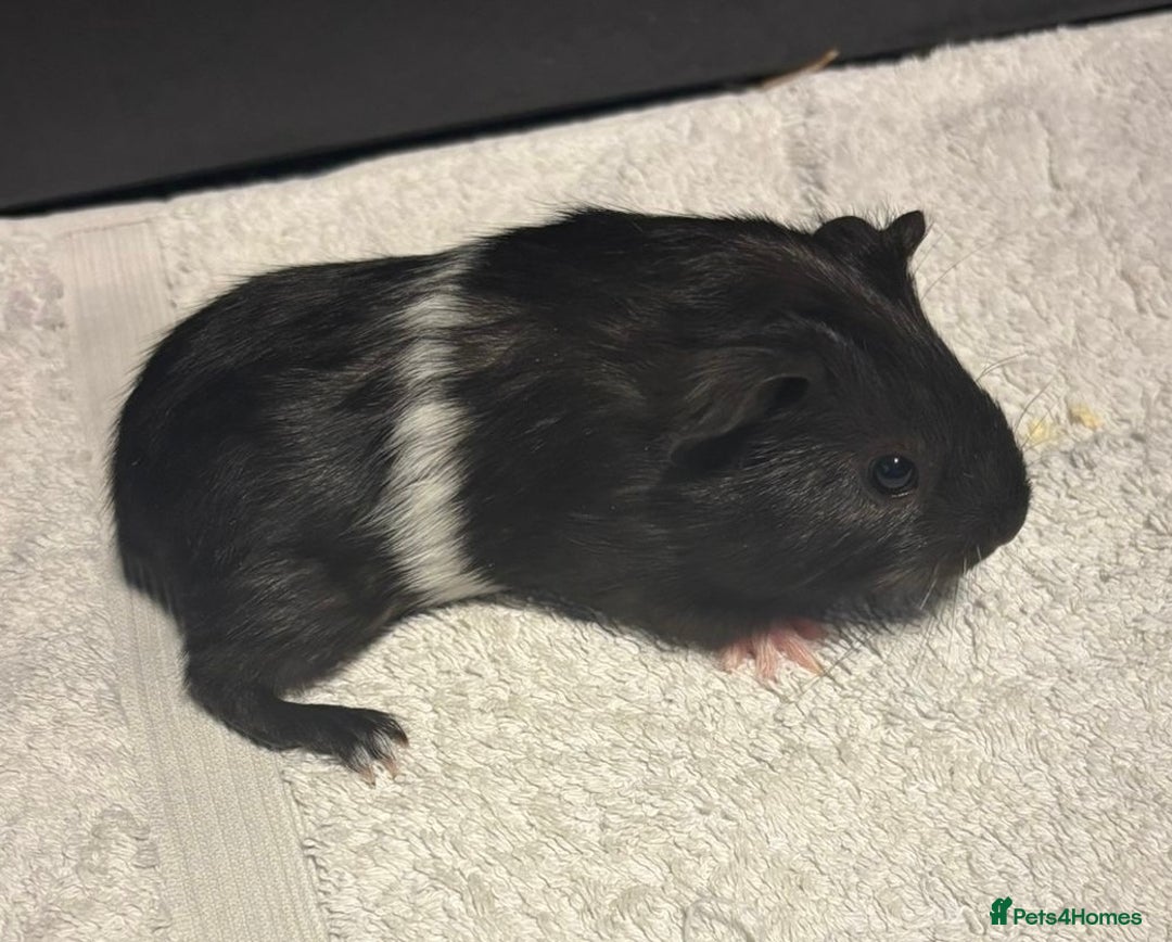 Guinea Pig rodents for sale: Baby Guinea Pigs  - Advert 5