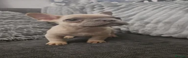Biscuit