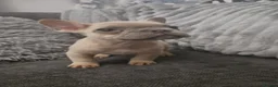 French Bulldog dogs for sale: Lilac fluffies! Ready to leave now. - Advert 3