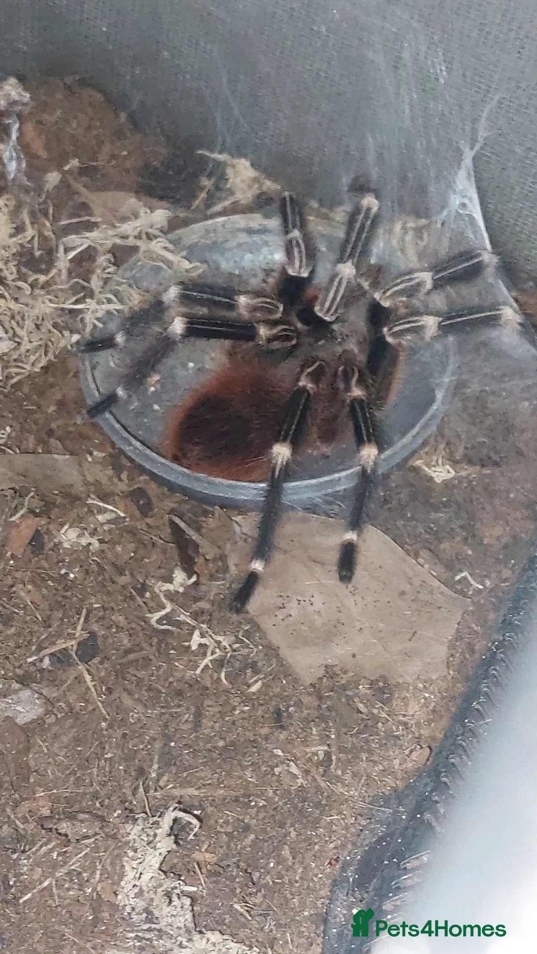 Tarantulas invertebrates for sale: Unsexed Turantulas  in Winchester - Advert 4