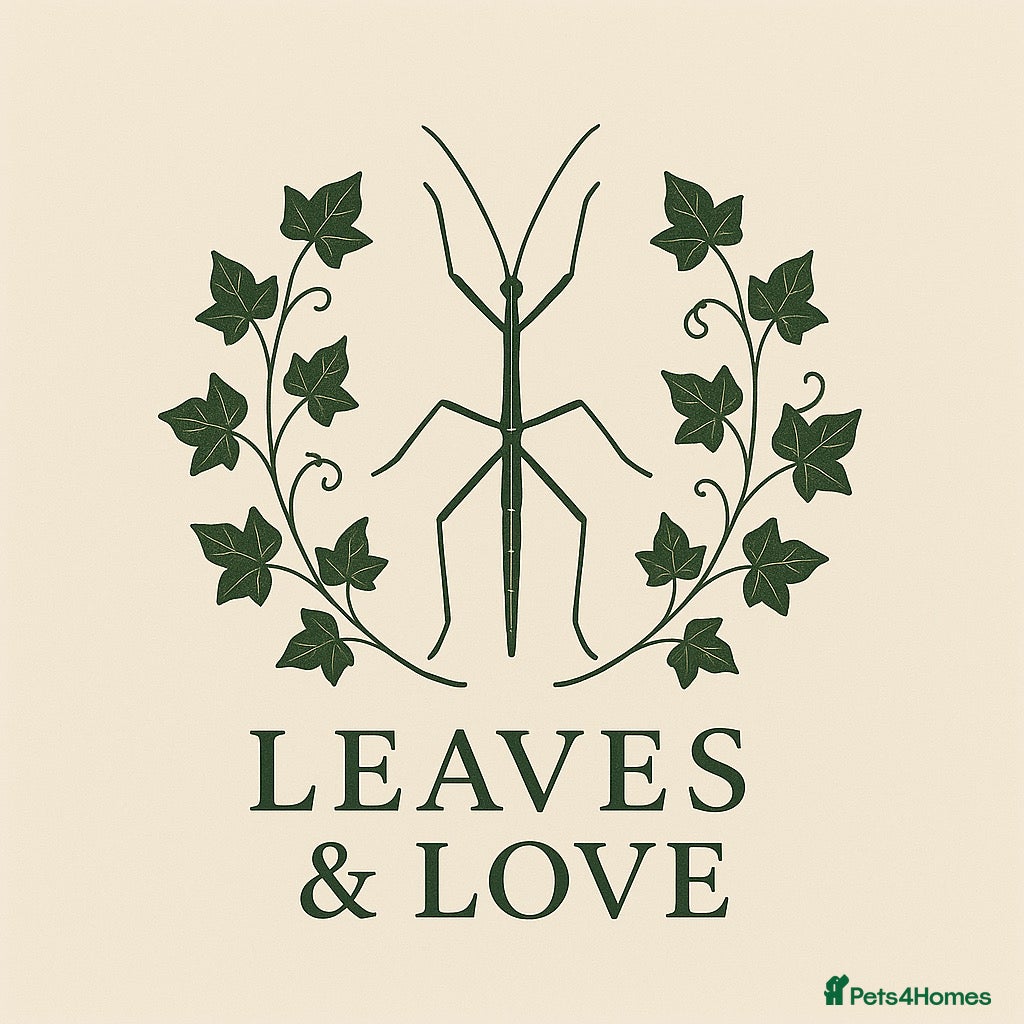 Stick Insects invertebrates Indian Stick Insect (Carausius Morosus) Nymphs - Advert 2