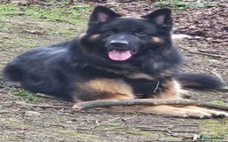 Mixed Breed dogs for sale: Shepweiler puppies READY TO RESERVE! - Image 16
