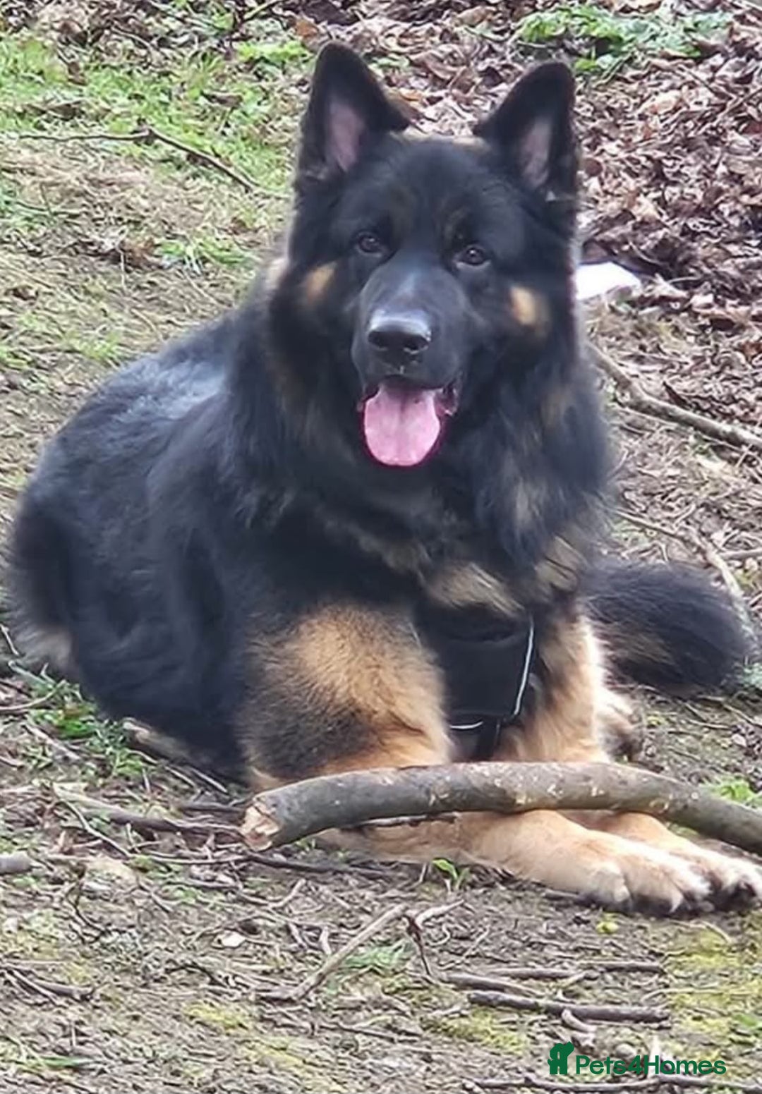 Mixed Breed dogs for sale: Shepweiler puppies READY TO RESERVE! - Image 16