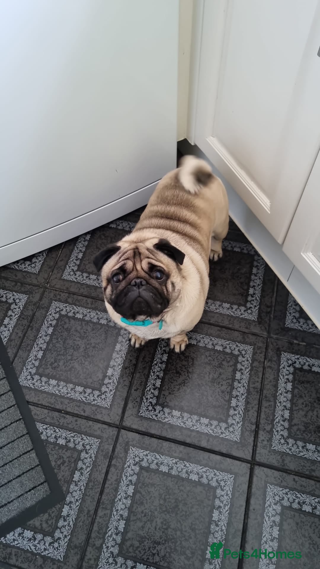 Pug dogs for sale: Beautiful male pug 💙🩵 - Advert 9
