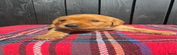 Labrador Retriever dogs for sale: 🧡 Fox Red KC working Labrador’s  in Thetford - Advert 13