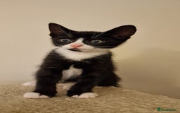 British Shorthair cats for sale: 8 week old BSH kittens - Image 7