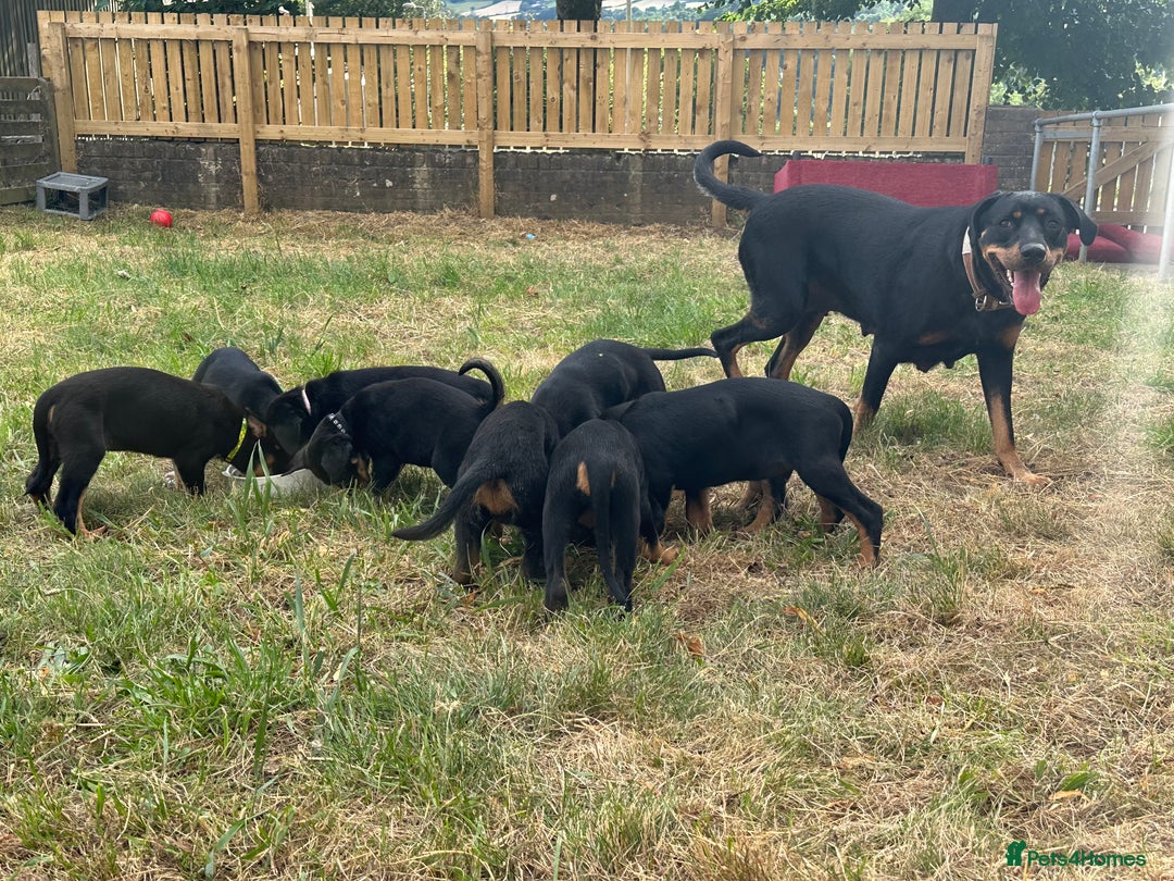 Rottweiler dogs for sale: Healthy Rottweiler puppies ready now  - Image 23
