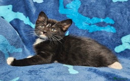 Mixed Breed cats for sale: 2 male kittens ready now - Image 12