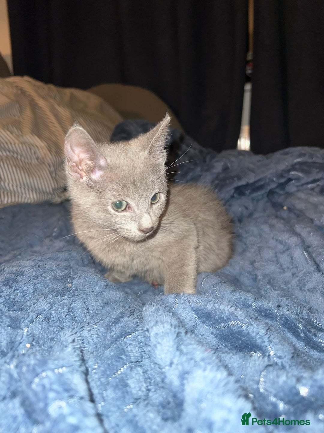 Russian Blue cats for sale: Gorgeous Championship Russian blue kittens  - Advert 33