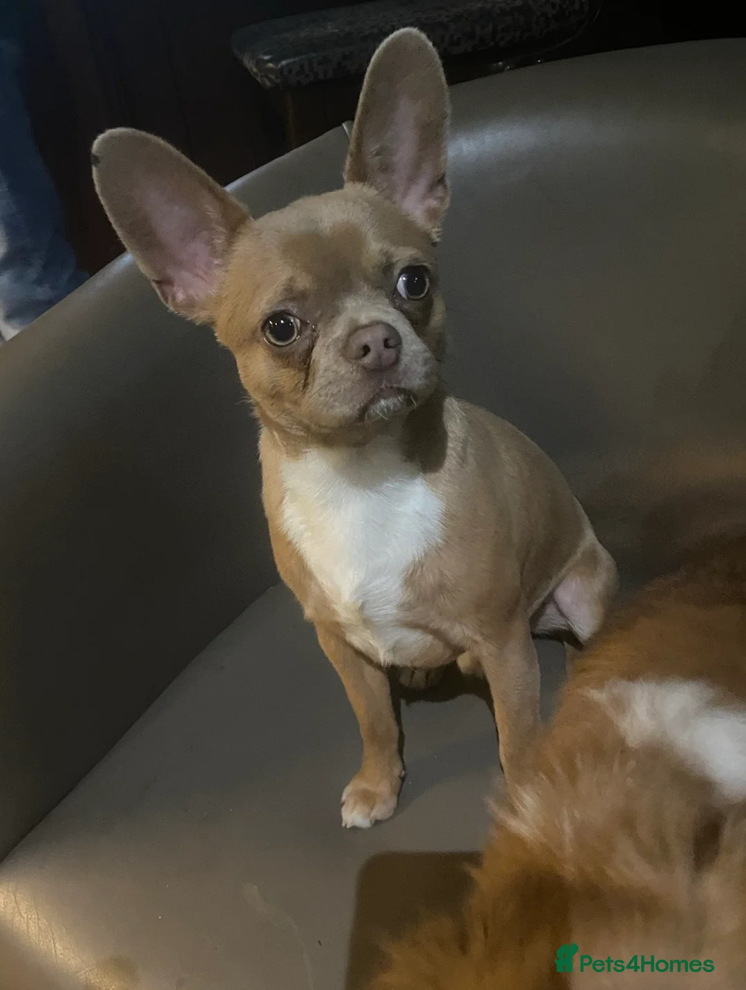 Mixed Breed dogs for sale: Bullahua in Newcastle upon Tyne - Advert 1