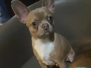 Mixed Breed dogs Bullahua - Advert 17