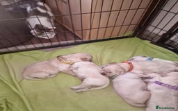 Golden Retriever dogs for sale: 🐾🐕Golden Retriever Puppies 🐶 🐕‍🦺 - Image 4