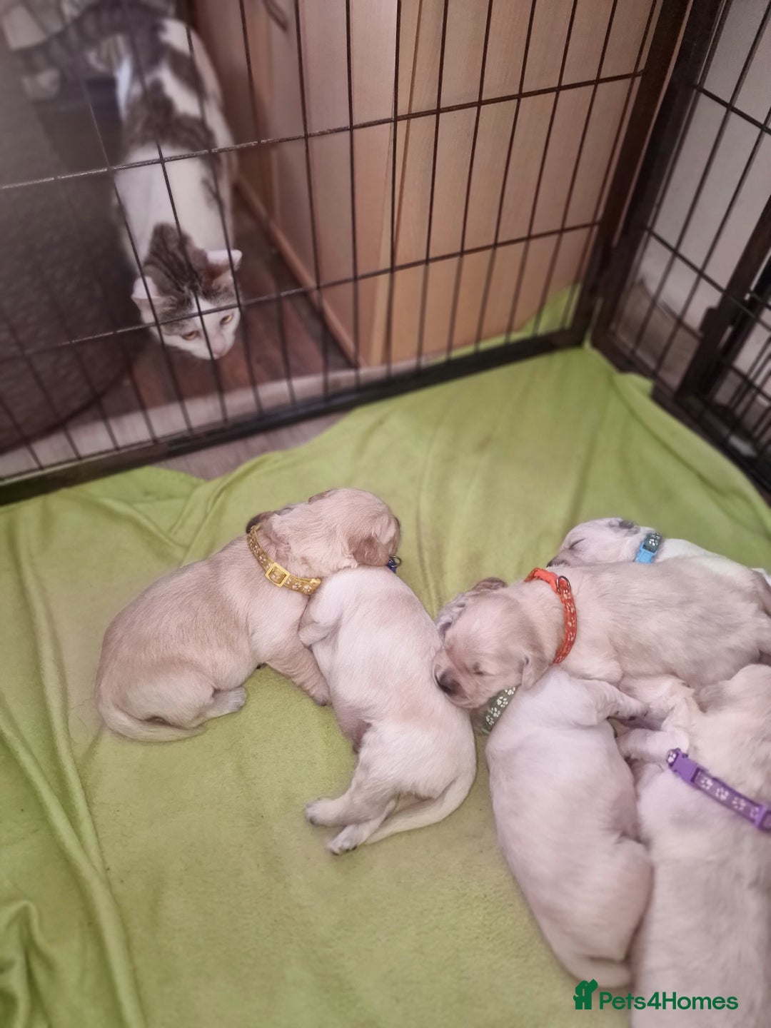 Golden Retriever dogs for sale: 🐾🐕Golden Retriever Puppies 🐶 🐕‍🦺 - Image 4