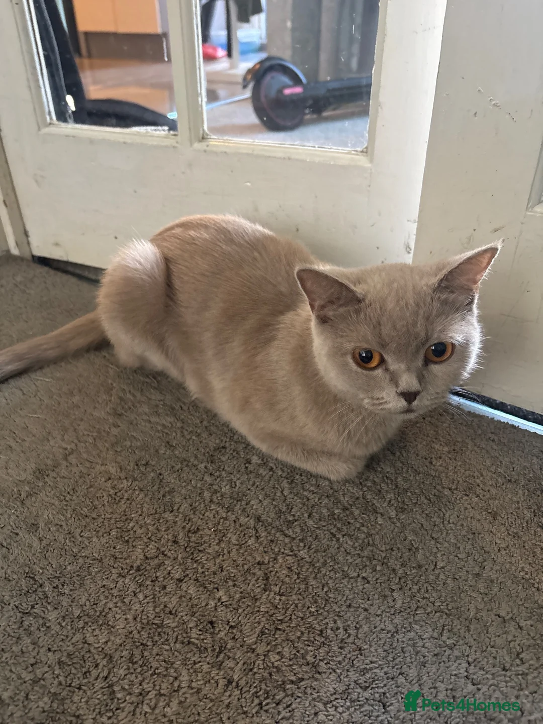 British Shorthair cats for sale: Absolutely stunning Half BSH kittens - Advert 2