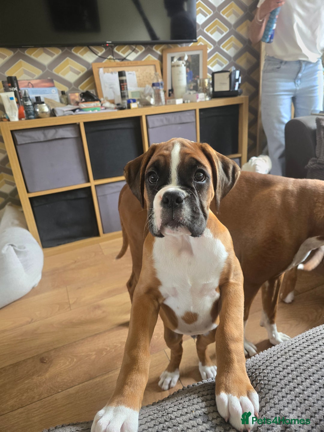 Boxer dogs for sale: KC RED AND WHITE BOXER PUP - Image 3
