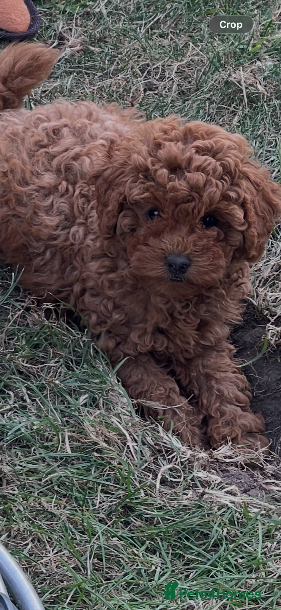 Toy Poodle dogs Cutest and smallest  in the litter ❤️❤️❤️ - Advert 12