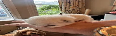 Ragdoll 1 Bobby  