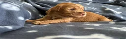 Australian Labradoodle dogs for sale: Multigenerational Australian Labradoodle puppies  - Advert 16