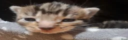 Mixed Breed cats for sale: Four adorable kitten - one boy and three girls - Advert 9