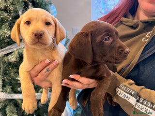 Labrador Retriever dogs Heath checked Beautiful chunky labrador puppies - Advert 6