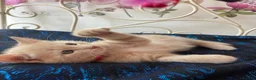 Norwegian Forest Cat cats for sale: 6 Norwegian Forest kittens in Cardiff - Advert 15