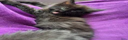 Maine Coon cats for sale: Maine coon x kittens  in Bradford - Advert 6