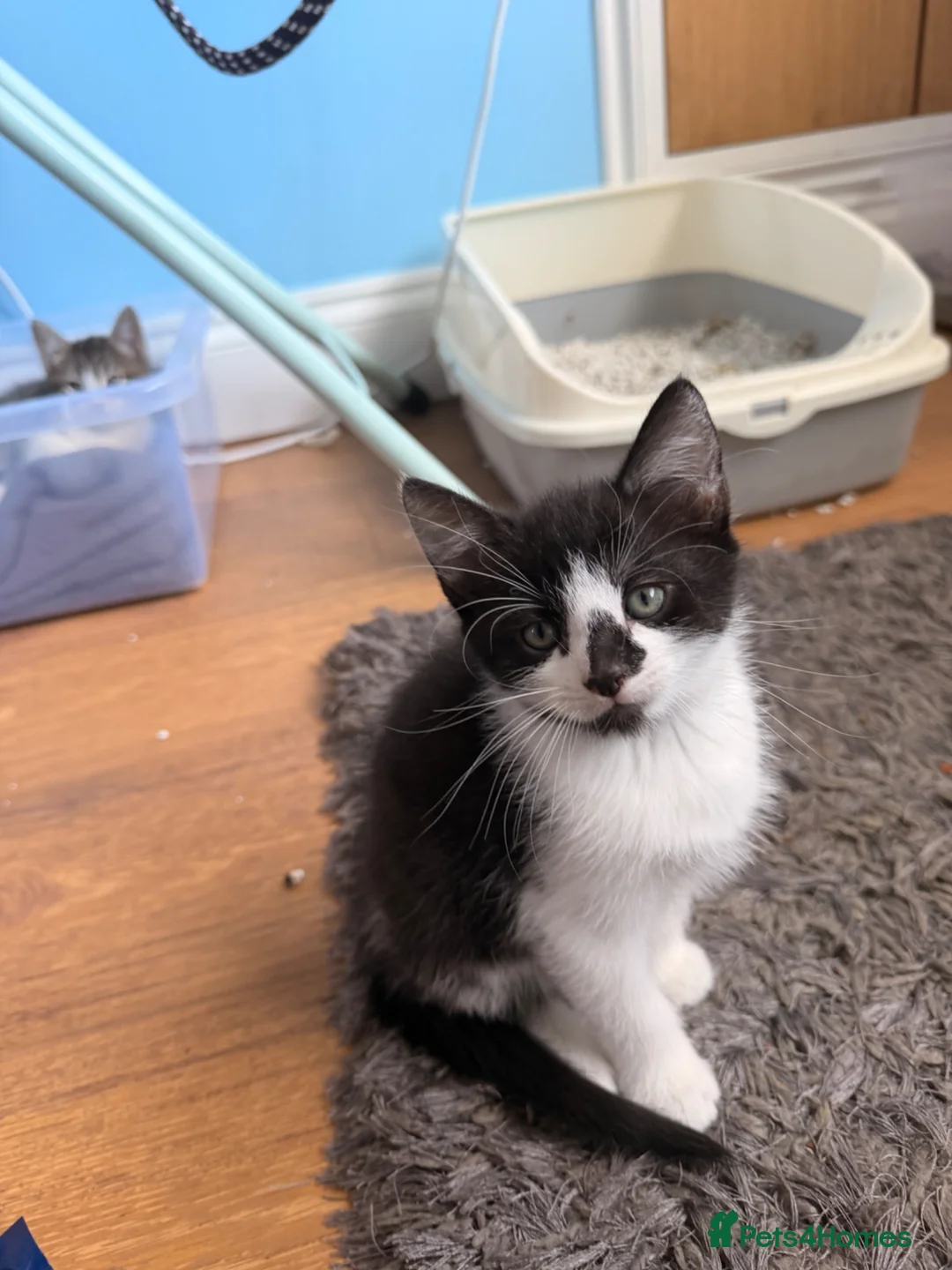 Mixed Breed cats for sale: Adorable kittens looking for forever home in London - Advert 4