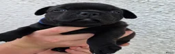 Staffordshire Bull Terrier dogs for sale: Outstanding Black Male Staffordshire Bull Terrier - Advert 7
