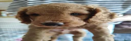 Cockapoo dogs for sale: Cockapoo Puppies, F2, Midlothian - Advert 24