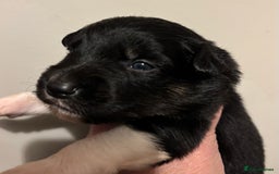 Border Collie dogs for sale: Border Collie Pups  - Image 6