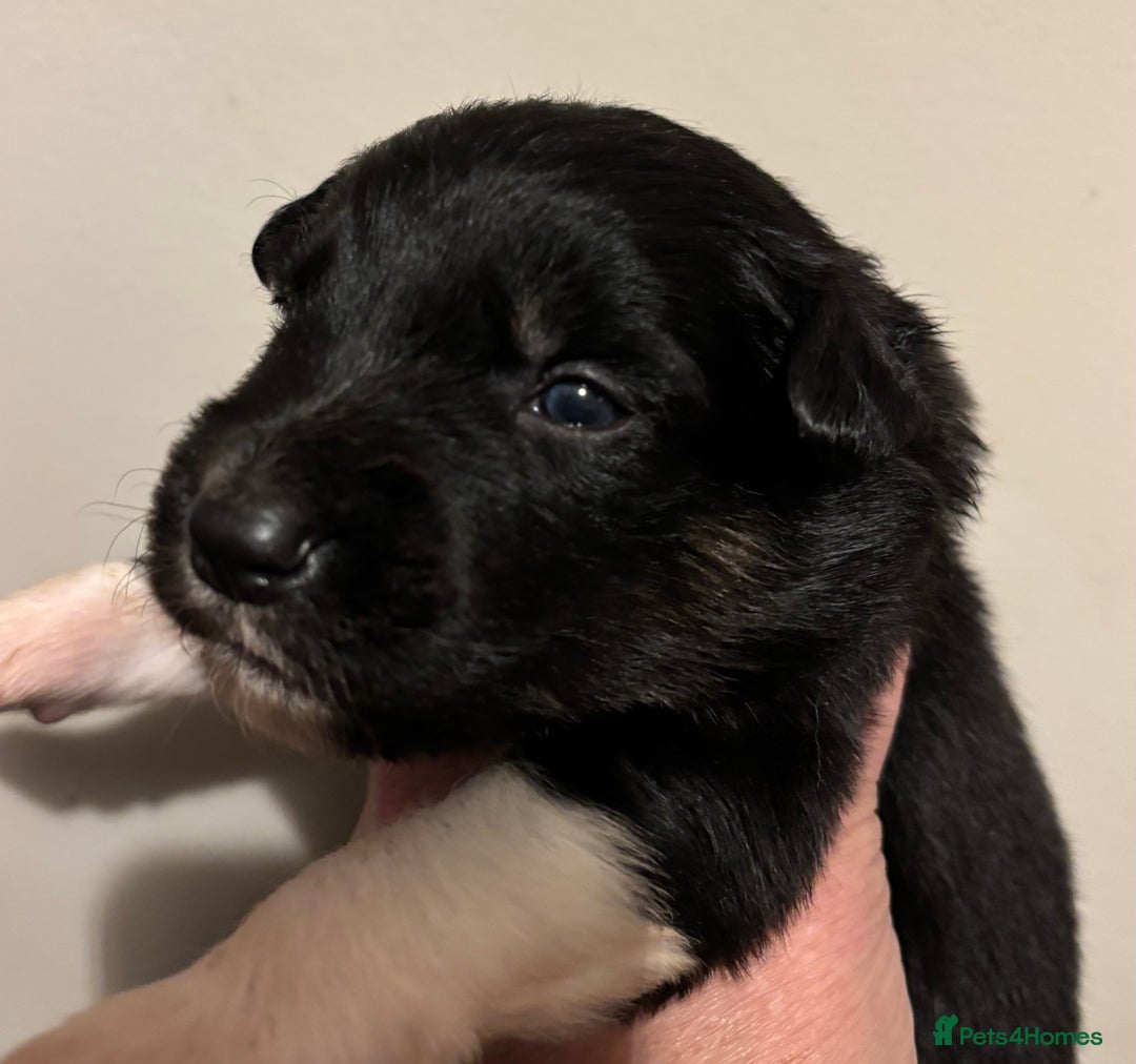 Border Collie dogs for sale: Border Collie Pups  - Image 6